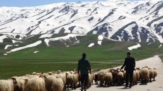 Çoban sorununa yerli çözüm önerisi