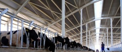 Bakanlık duyurdu: Düve yetiştiriciliğine 80 milyon liralık hibe desteği