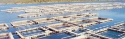 Denize Kıyısı Olmayan İlçeden Avrupa'ya 300 Ton Balık İhracı