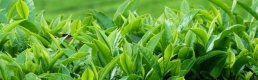 Doğu Karadeniz'de Çay Hasat Dönemi Sona Erdi!