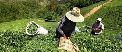 Doğu Karadeniz'de Üretilen Çayın Tüketildiği Ülke Sayısı 100'e Ulaştı