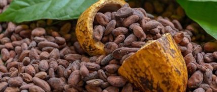 Dünyada kakao fiyatları zirve tazeledi: Bakırdan daha değerli hale geldi