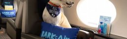 Dünyanın ilk lüks köpek hava yolu hizmete başladı