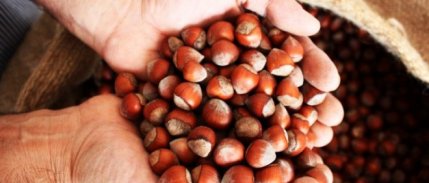 Düzce'de Fındık Üreticileri Endişeli