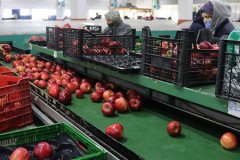 Elma ve limon ihracatına izin şartı getirildi