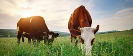 Et İthalatına Rağmen 2.5 Milyon Metrekare Merada Yerli Üretim