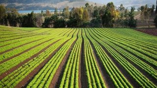 FAO Gıda Fiyat Endeksi Mayıs’ta Süt Ürünlerinin Etkisiyle Yükseldi