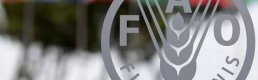 FAO: Küresel gıda fiyatları son 19 ayın zirvesinde