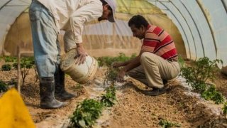 FAO: Küresel gıda fiyatları yıllık yüzde 33,6 artarak rekor seviyeye ulaştı