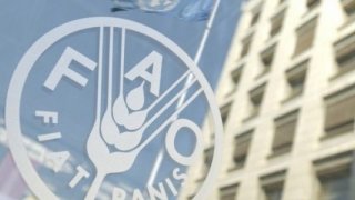 FAO: Ukrayna savaşı gıda fiyatlarında yüzde 20'lik artışı tetikleyebilir