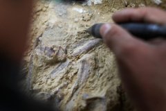 Fas'ta 773 bin yıl öncesine ait insan fosilleri bulundu