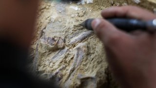 Fas'ta 773 bin yıl öncesine ait insan fosilleri bulundu