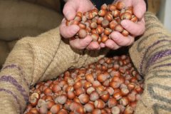 Fındık sezonunun ilk verileri açıklandı