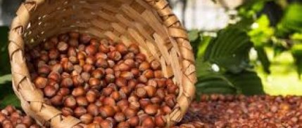 Fındık Üreticisinin Beklentisi 15 Lira