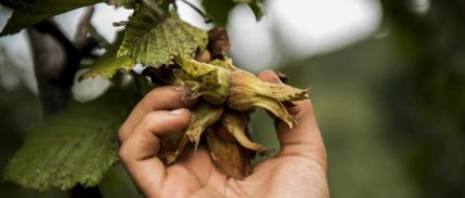 Giresun'da fındık işçisinin yevmiyesi açıklandı
