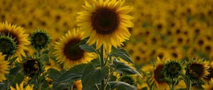 Ham ayçiçeği tohumu ithalatında gümrük vergisi sıfırlandı