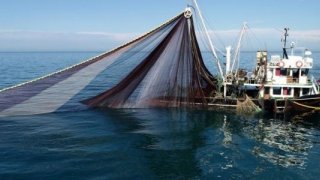 Karadeniz'de hamsi popülasyonu tehlikede: 'Av bir yıl ertelensin'