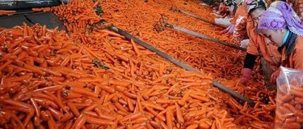 Havuç fiyatlarında rekor artış: Tanesi 7 lirayı ulaştı