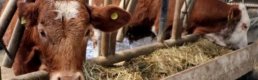 Hayvan üreticileri 'telafi desteği' kapsamında atılacak adımları bekliyor