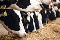 Hayvancılık destek uygulanmasında düzenlemeye gidildi