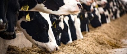 Hayvancılık destek uygulanmasında düzenlemeye gidildi