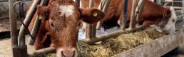 Hayvancılık desteklerinde kesinti oranları güncellendi