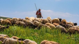 Hayvancılık sorununa yabancı çoban çözümü
