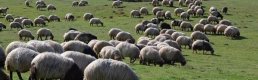 Hayvancılıkta 5 yıllık yol haritası bugün açıklanacak