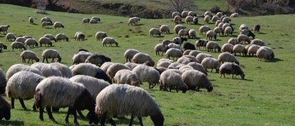 Hayvancılıkta 5 yıllık yol haritası bugün açıklanacak