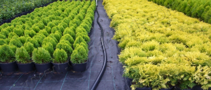 Hedef, Fidancılıkta İthalatın Önüne Geçmek