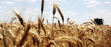 Hububat üretiminde gözler yağışlara çevrildi