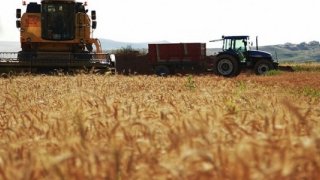IGC: Küresel Buğday Üretimi 2018/19'da 42 Milyon Ton Düşecek