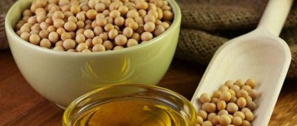 Igc Küresel Soya Üretiminde 13 Milyon Ton Artış Bekliyor