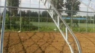 İhracatın parlayan yıldızı süs bitkileri oldu