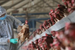 İrfan Donat'tan kuş gribi uyarısı: Tedbirler alınmazsa faturası ağır olur