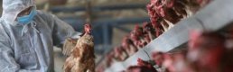 İrfan Donat'tan kuş gribi uyarısı: Tedbirler alınmazsa faturası ağır olur