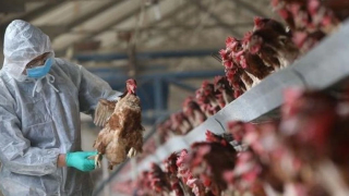 İrfan Donat'tan kuş gribi uyarısı: Tedbirler alınmazsa faturası ağır olur
