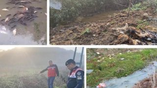 İstanbul'daki balık ölümleri cezasız kalmadı