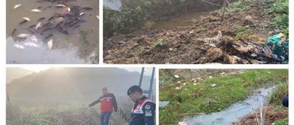 İstanbul'daki balık ölümleri cezasız kalmadı