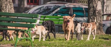 İstanbul Valiliği'nden okul sezonu öncesi sahipsiz hayvanları toplatma talimatı
