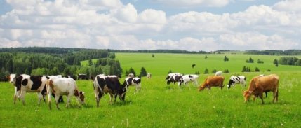 İzmir'de Mera Alanları Kiraya Çıkarıldı