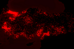 Kadın cinayetleri haritalandırıldı: 