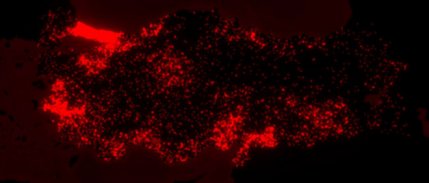 Kadın cinayetleri haritalandırıldı: 