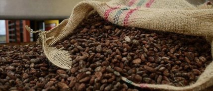 Kakao fiyatları bu yılın kayıplarını silme yolunda 