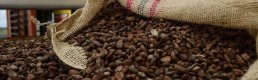 Kakao fiyatları zirvede: Emtia piyasasında son durum