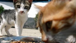 Kedi ve köpek maması ihracatı ilk yarıda 73 milyon dolara ulaştı