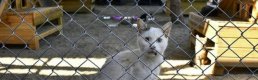 Kedi ve köpek sahiplerini ilgilendiren yeni düzenlemeler Resmi Gazete'de!