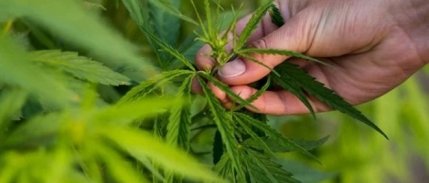 Kenevir yetiştiriciliğinde kotalar belirlendi
