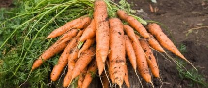 Kırıkhan Havucu coğrafi işaret tescili aldı