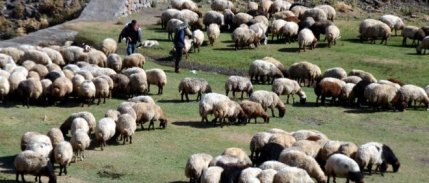 Küçükbaş hayvan üreticilerine 3,9 milyar TL'lik destek ödemesi yapılacak